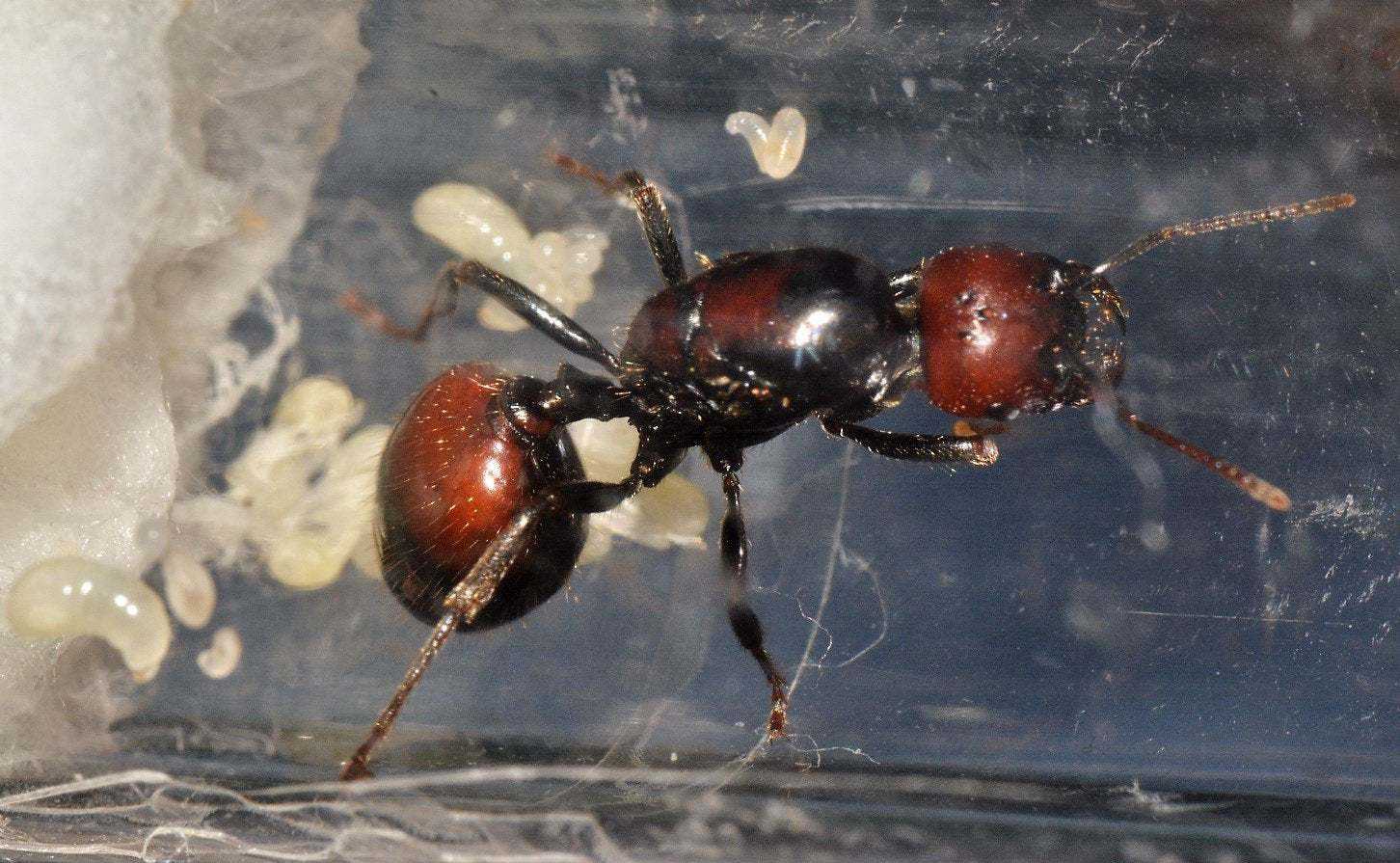 Матки домашних муравьев? источник беды в квартире
