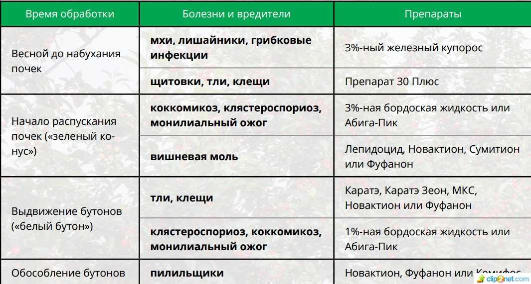 Схема обработки черешни от болезней и вредителей