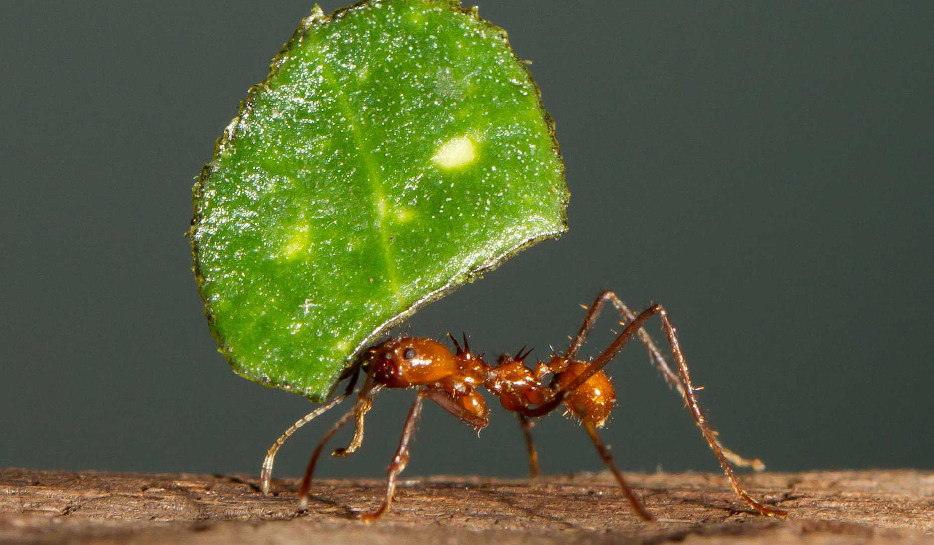 Ориентирование в лесу по муравейнику