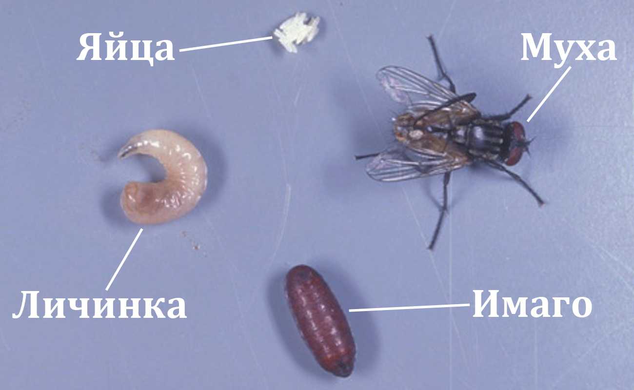 Какие бывают мухи фото