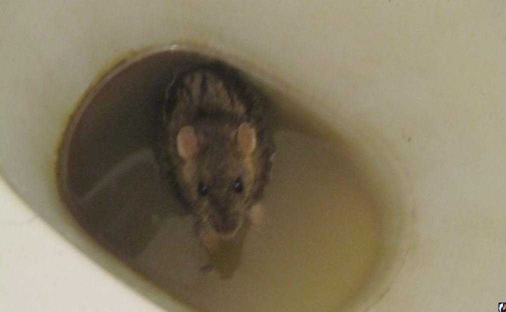 Туалет для крысы: как приучить питомца к лотку