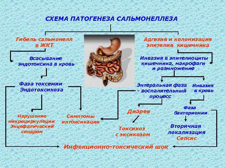 Схема патогенеза сальмонеллеза