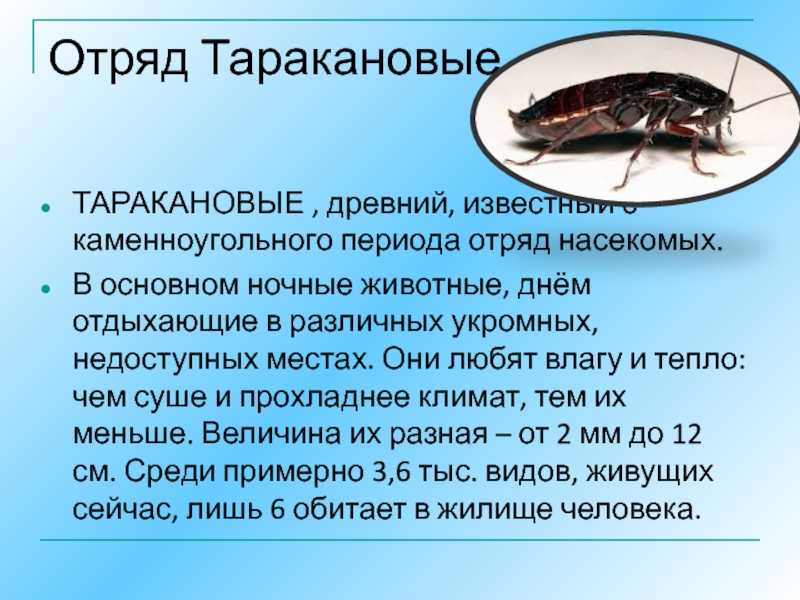 Таракановые отряды насекомых