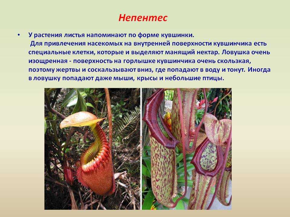 Растение хищник является. Насекомоядные растения непентес. Непентес растение хищник. Непентес растение хищник кувшиночник. Непентес мадагаскарский.