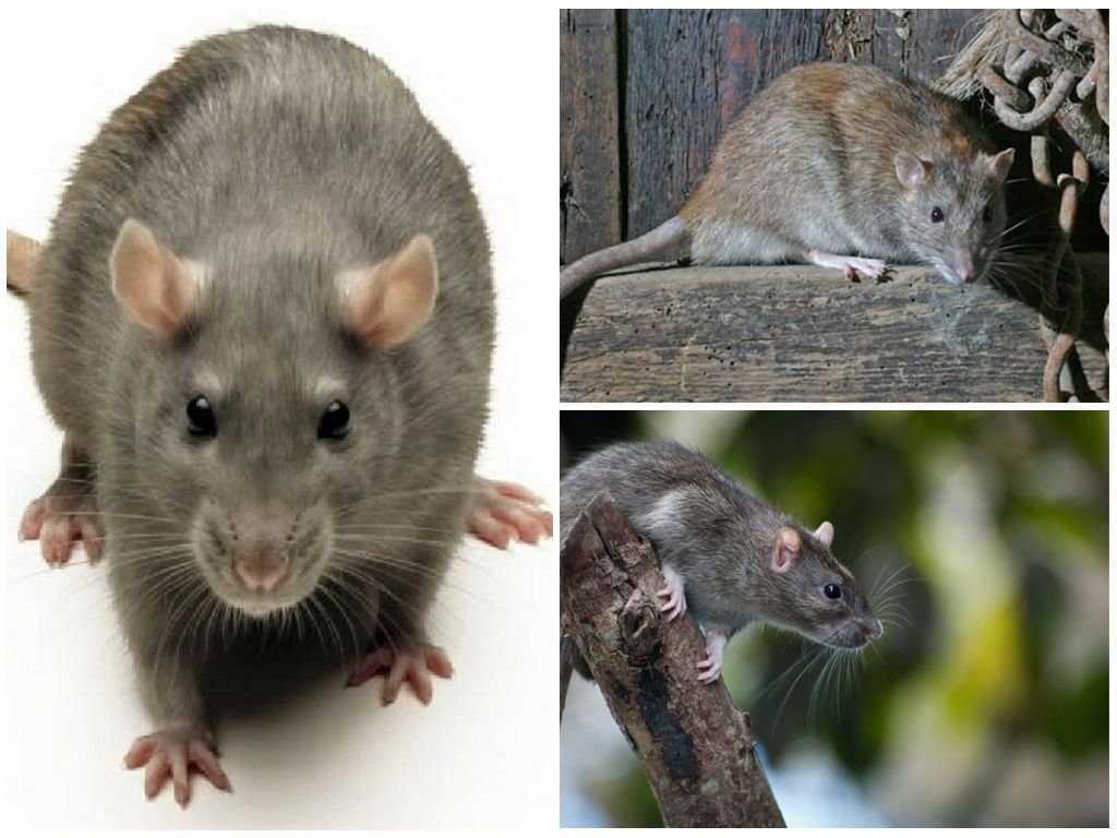 Разновидности крыс декоративных фото и названия