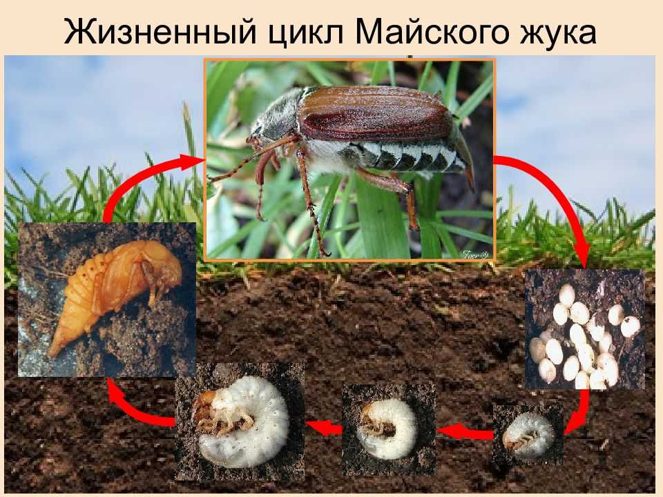 Хрущ, или майский жук — как бороться с вредителем? описание, личинка, как избавиться. фото — ботаничка