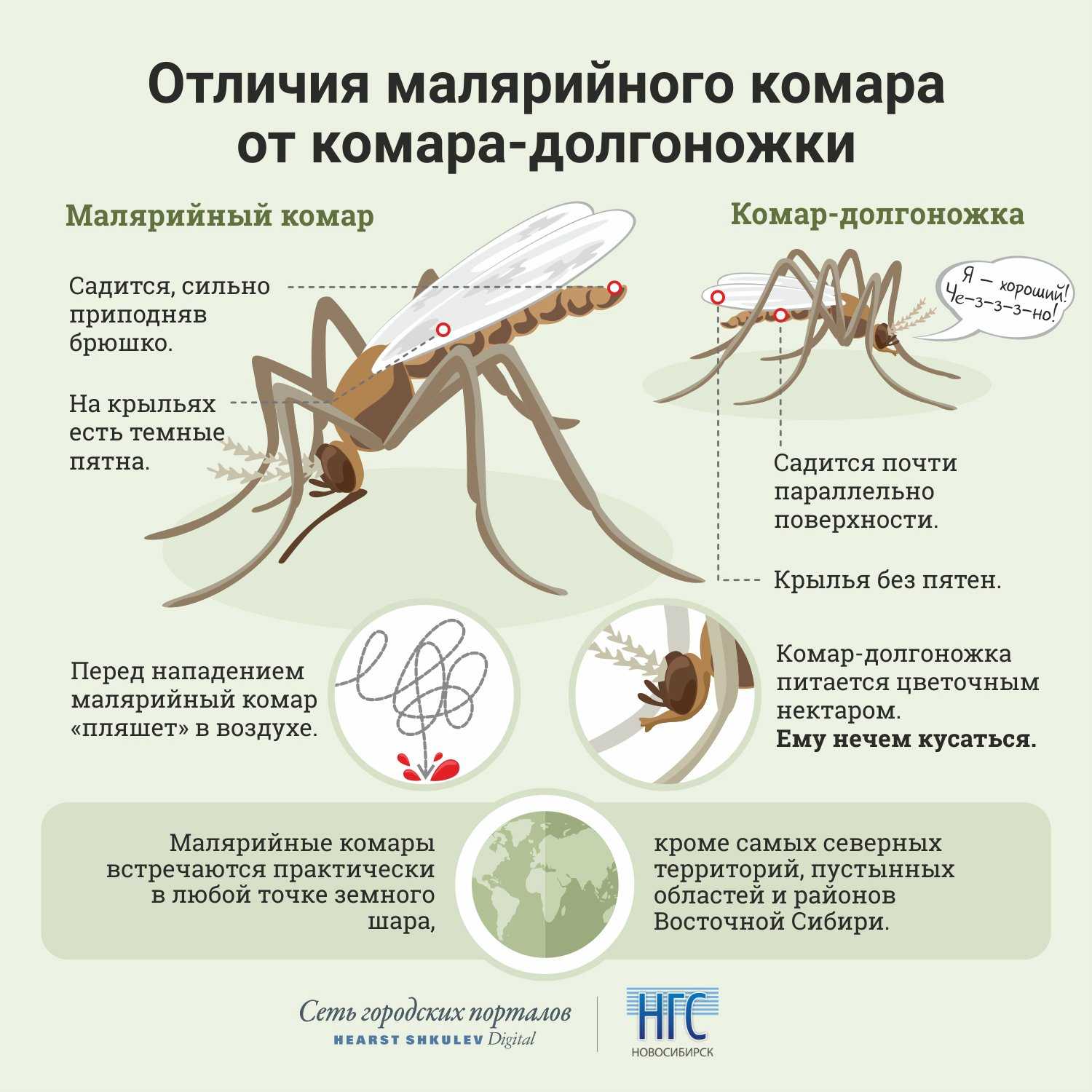 Комар малярийный обыкновенный | справочник пестициды.ru