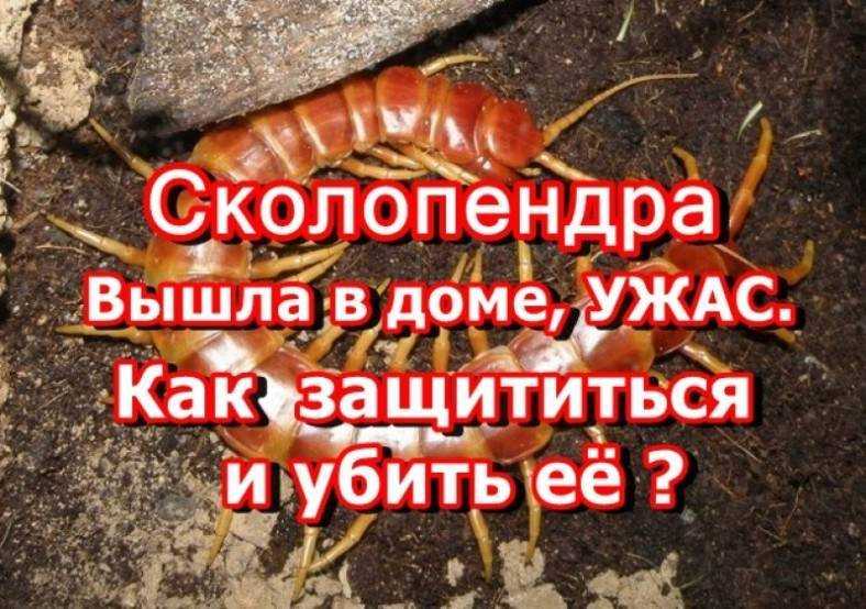 Как избавиться от сороконожек в частном доме 13 способов