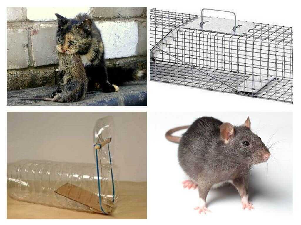 Серая крыса пасюк: фото и описание жизни обычной амбарной вредительницы