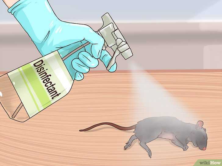 Что делать если в доме появился мышиный запах - сэс
