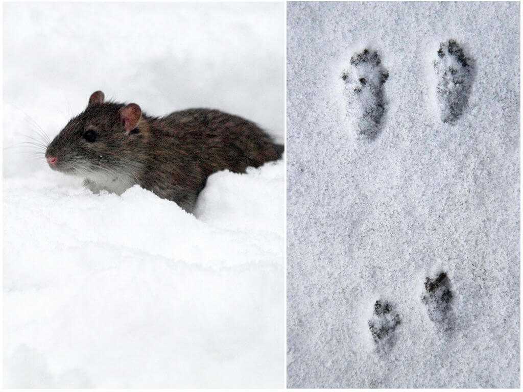 Следы рыси на снегу: как определить местонахождение дикой кошки