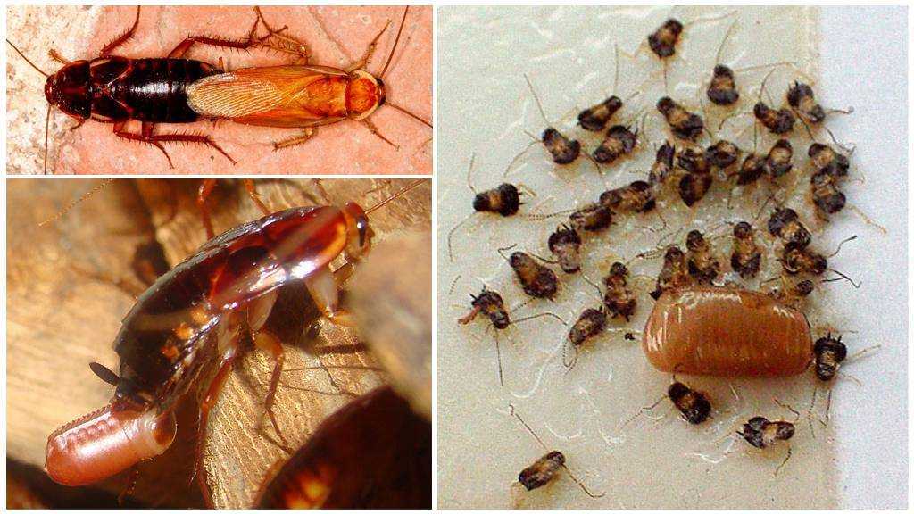 Как размножаются тараканы в квартире и как быстро они растут, самка таракана