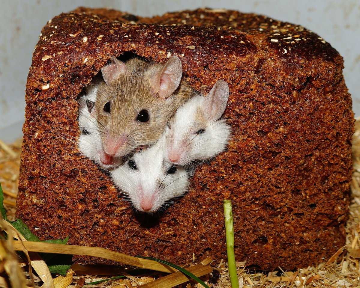 Иглистая мышь — милый и необычный грызун с иголками