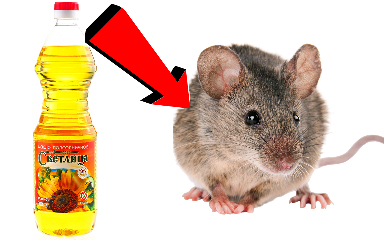 🐁 как избавиться от мышей в квартире и частном доме: эффективные способы