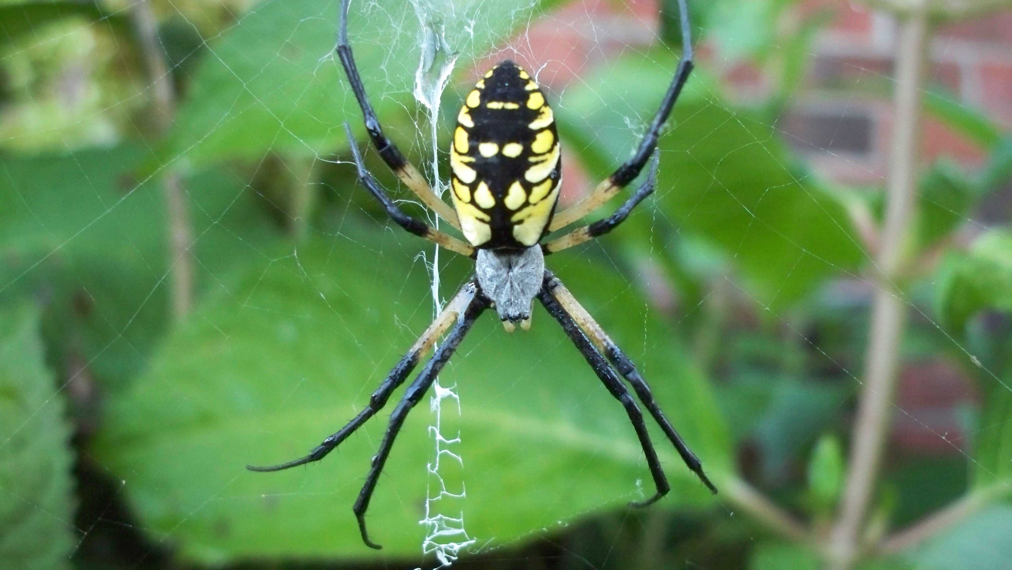 Черный паук дома, сенокосец и другие пауки, которые живут рядом с человеком