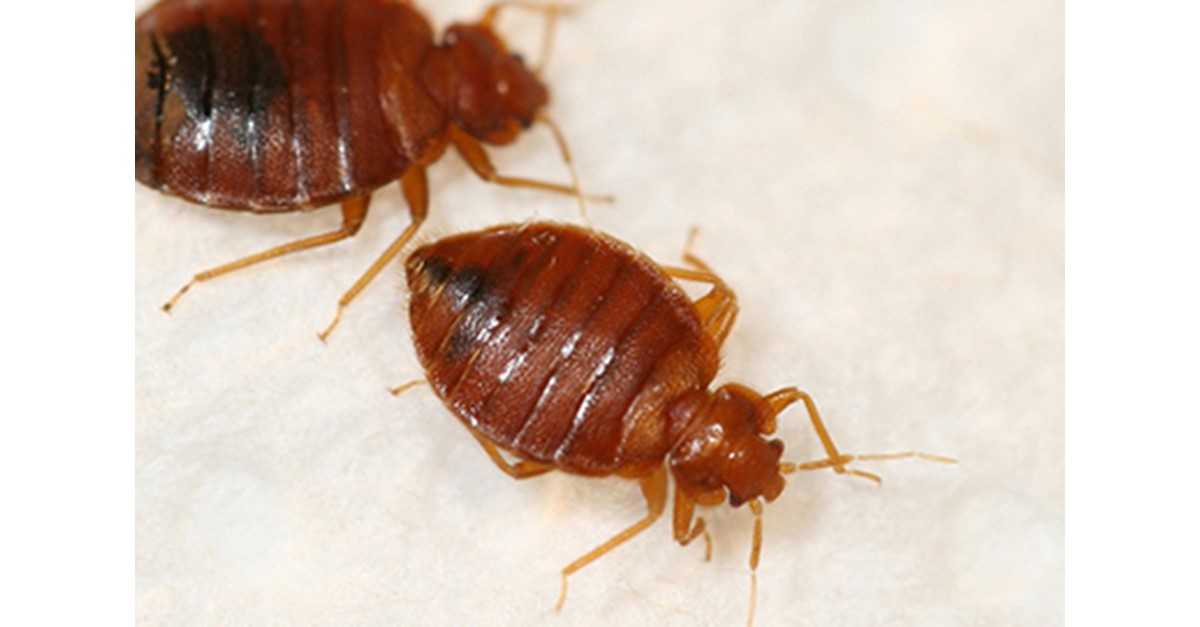 Дезинфекция от тараканов: подготовка и проведение уничтожения