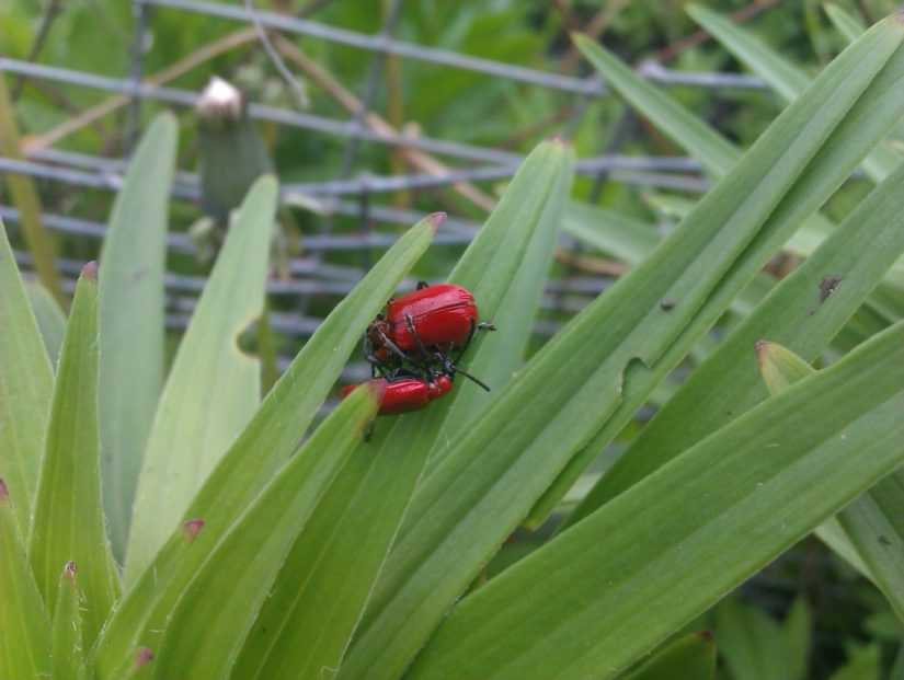 Чем обработать лилии от красных жуков весной в 2022 году на гудгрунт