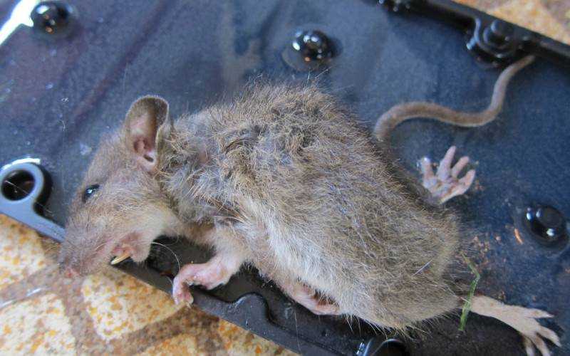 Могут ли крысы съесть человека - русская семерка