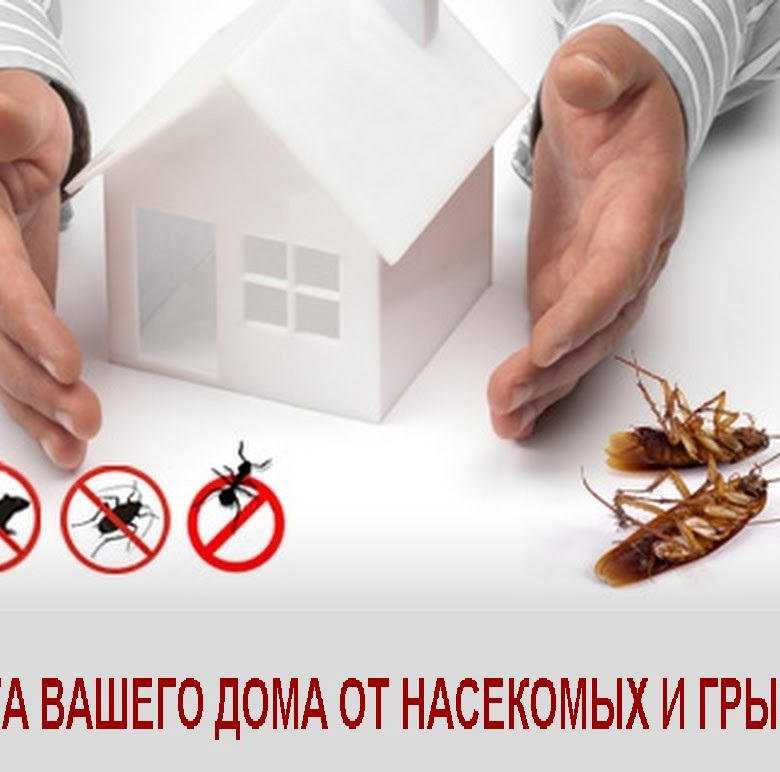 6 трав, которые помогают от блох в доме и квартире