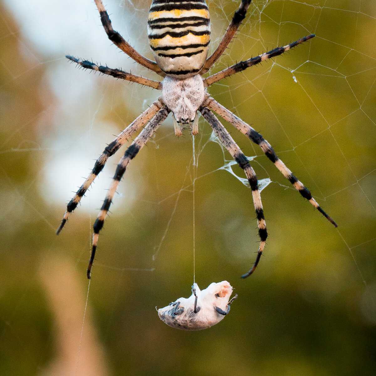 паук похожий на осу фото и названия