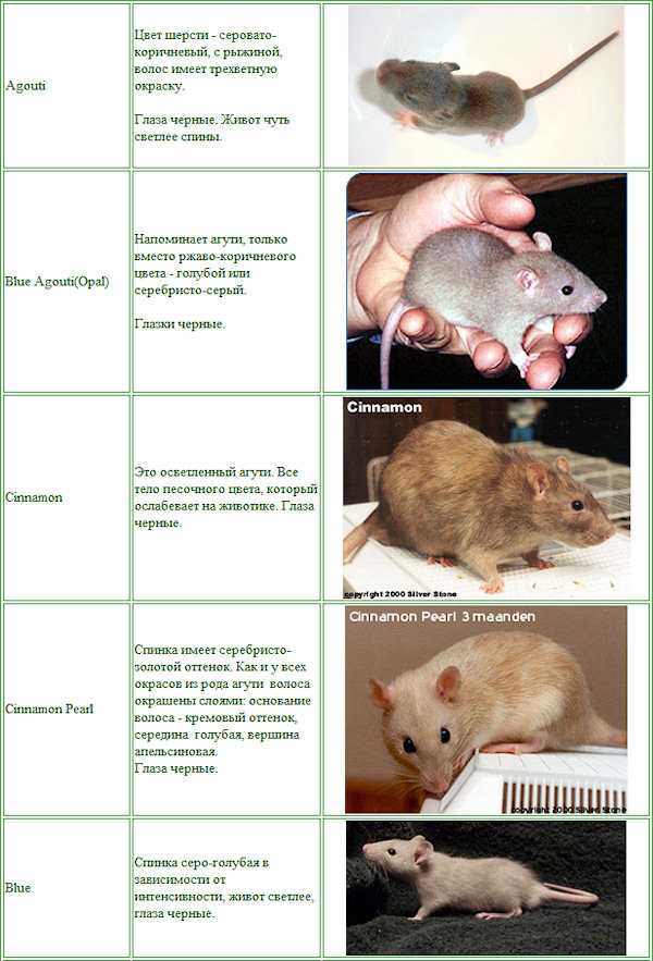 Какие бывают виды и породы декоративных домашних крыс?