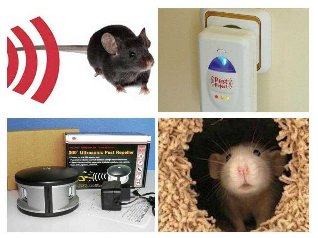 Топ-10 лучших средств от мышей и крыс в доме