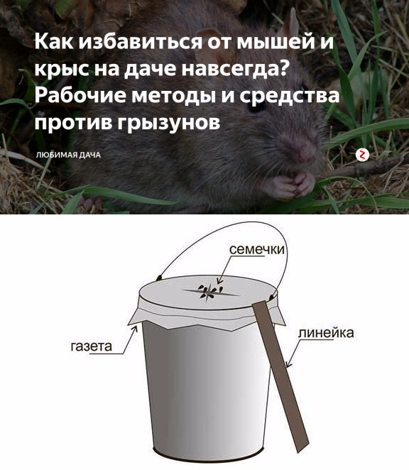 Каких запахов и народных средств боятся крысы