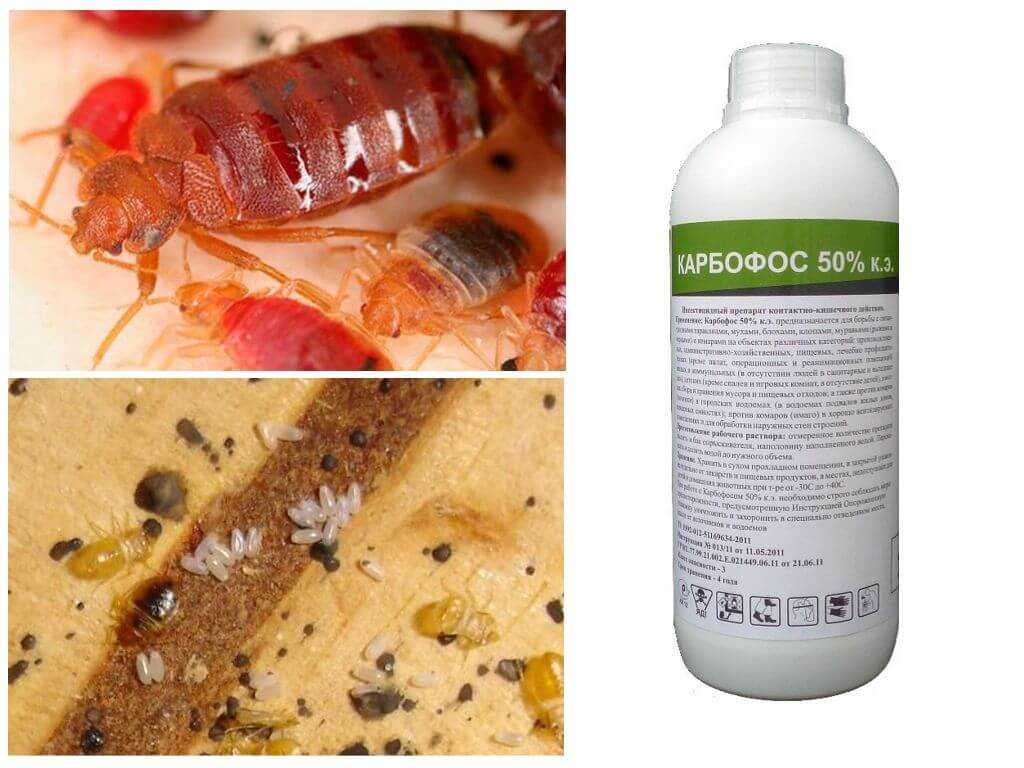 Про «дезинфекцию» от тараканов и важные правила ее проведения в квартире