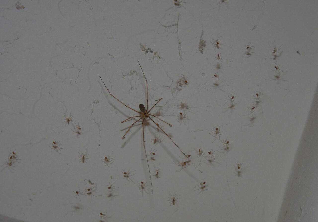 Почему появляются пауки в доме. какие виды пауков живут в квартире или доме