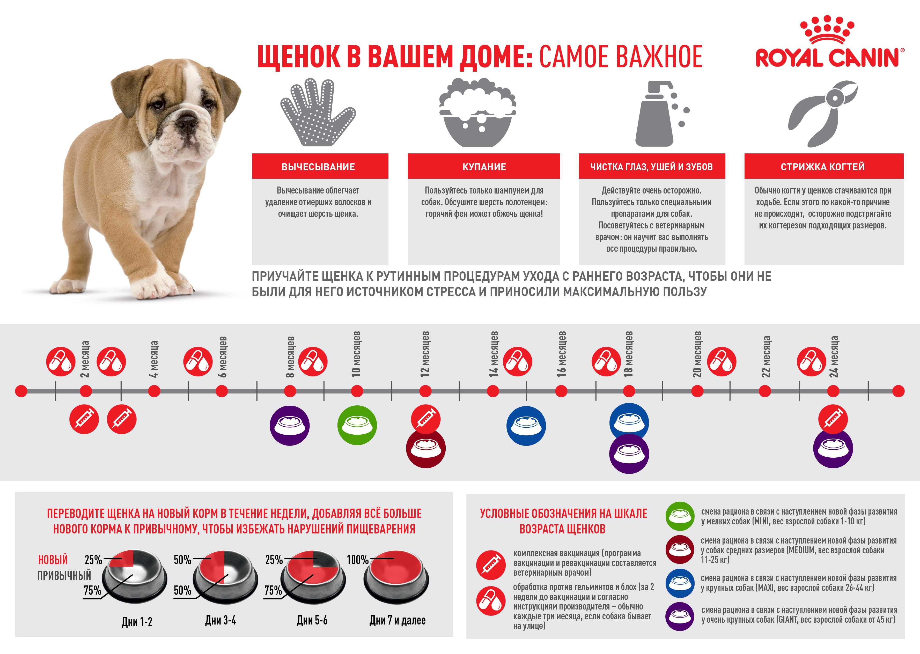 Клещ у собаки 🐶. что делать, как вытащить клеща, симптомы укуса.