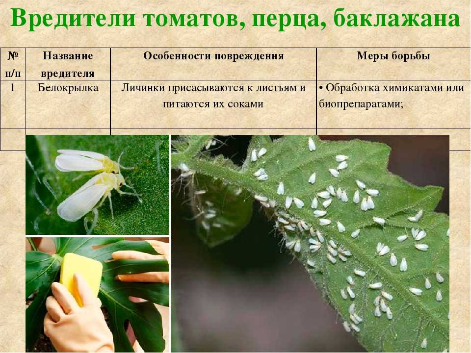 Борьба с вредителями презентация