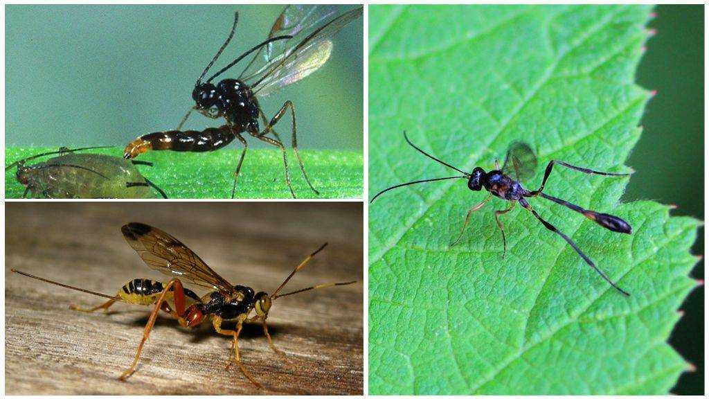 Как выглядит паразитические осы-наездники и представляют ли опасность для людей