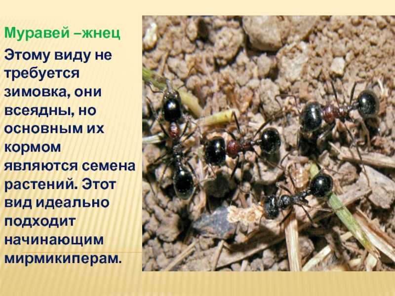 Проект муравьи жнецы