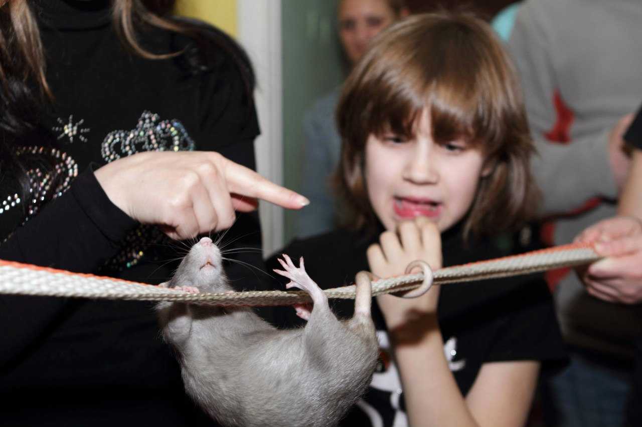 Зачем крысе хвост: почему он лысый и длинный, функции органа, можно ли брать зверька за него
