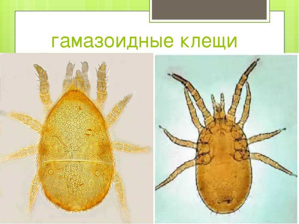 Куриный клещ рисунок с подписями