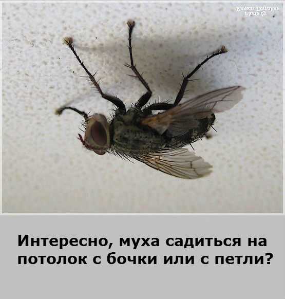 И пока муха будет гладить свои лапки. Муха на потолке. Муха ползает по потолку.