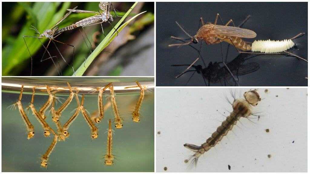 Личинка комара: среда обитания, особенности развития