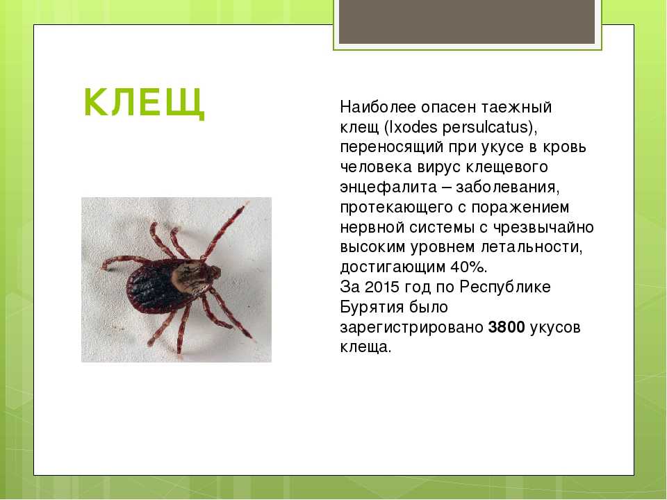 Про таежного клеща и опасность его укусов для человека |