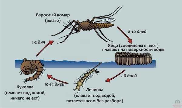 Комар: все самое интересное о повадках, средствах борьбы с ним