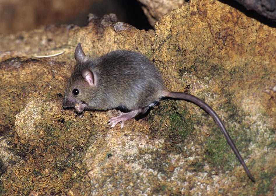 Лесная мышь - фото и описание