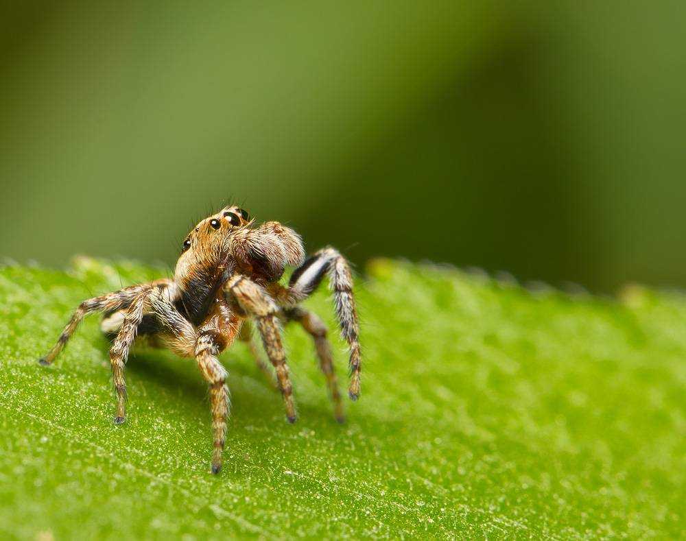 Пауки скакуны. Salticidae пауки-скакуны. Паук скакун обыкновенный. Паук скакун Зебра. Красноспинный паук скакун.