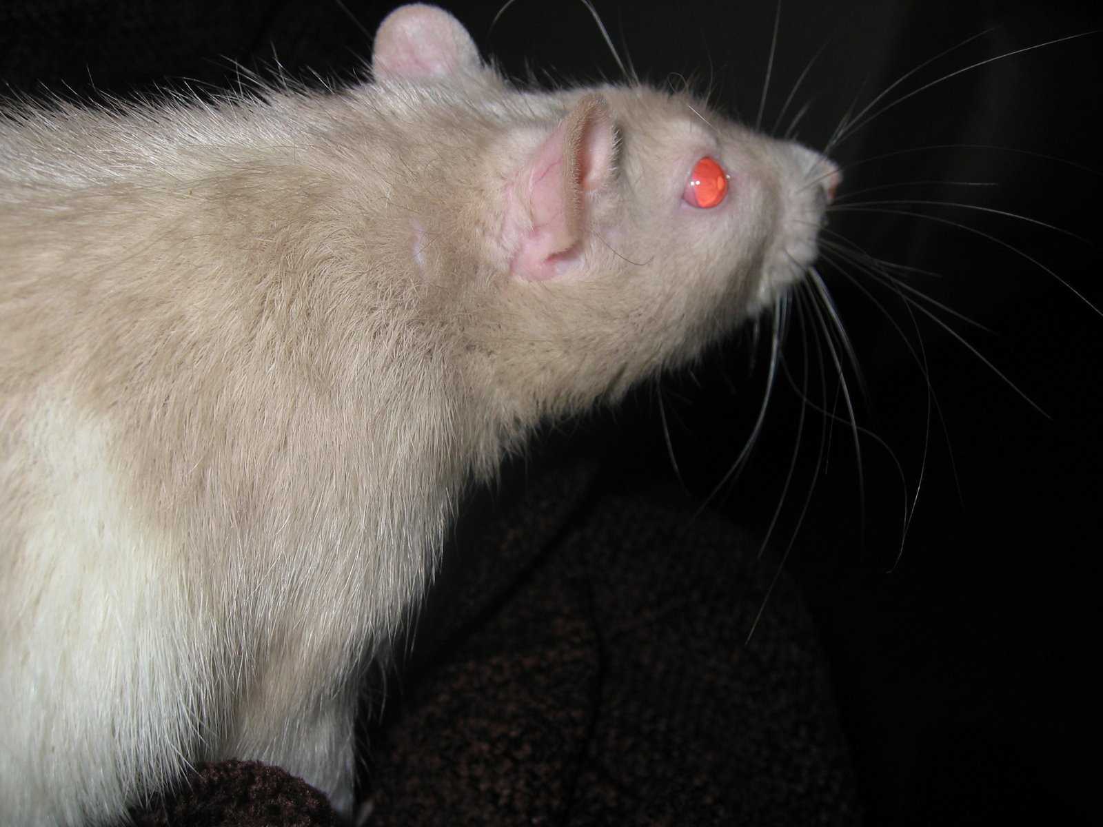 Лихорадка от укуса крыс (содоку)