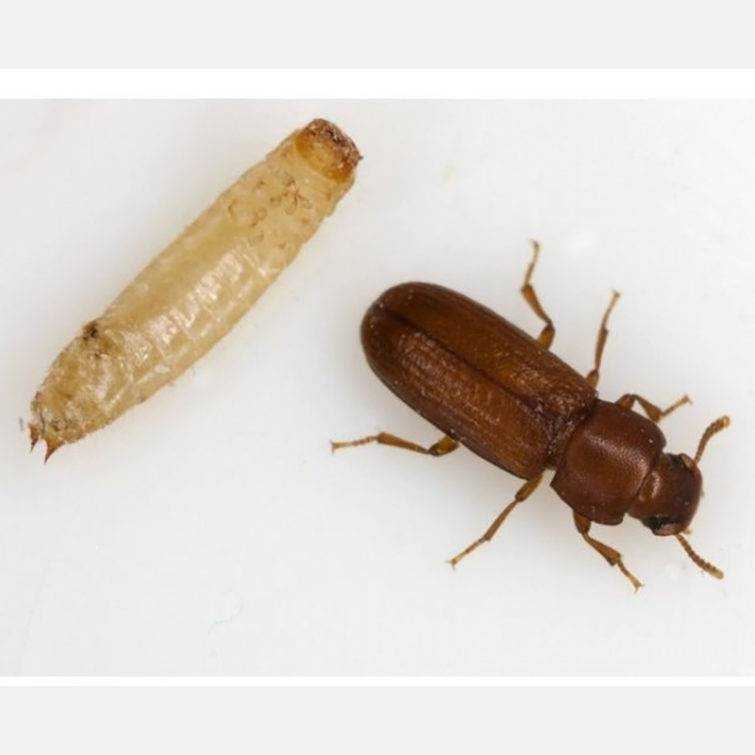 Как избавиться от майского жука или хруща - 12 способов и препаратов для борьбы с жуком и личинками | огородникам инфо