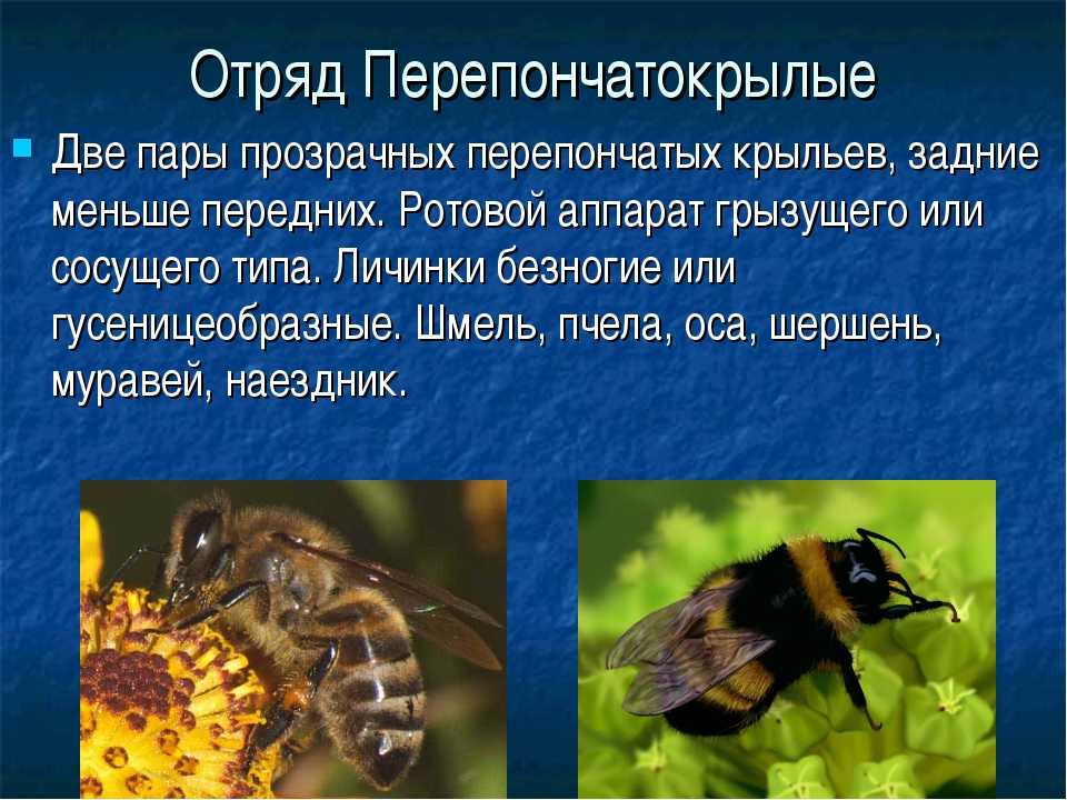 Как избавиться от земляных ос и осиного гнезда