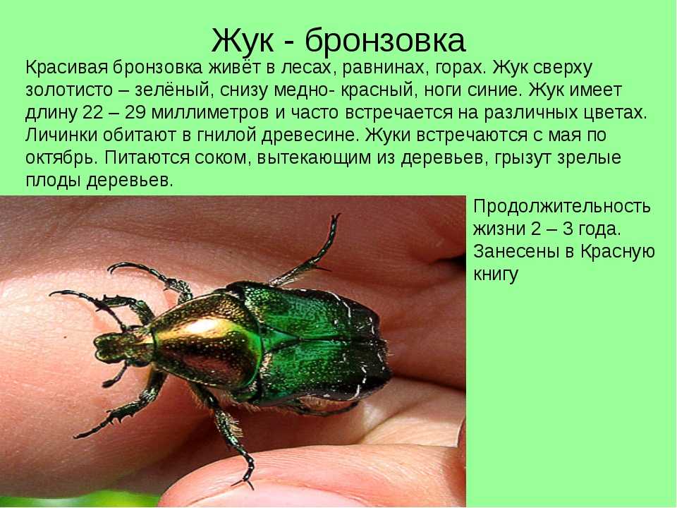 Отряд жесткокрылые - общая характеристика вида, признаки и особенности