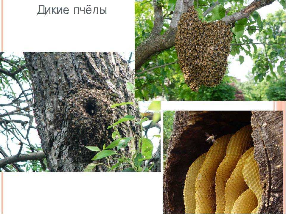 Пчела насекомое. образ жизни и среда обитания пчелы | животный мир