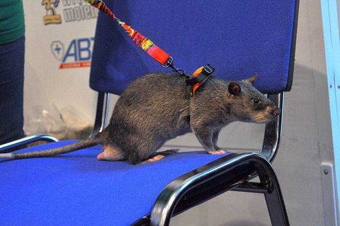 Редкий вид: гигантские крысы гамби живут в ленобласти. metro
