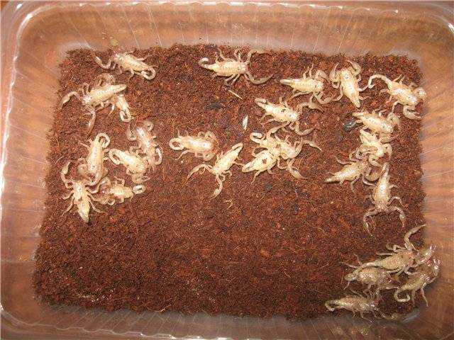 Мадагаскарский таракан в роли домашнего питомца
