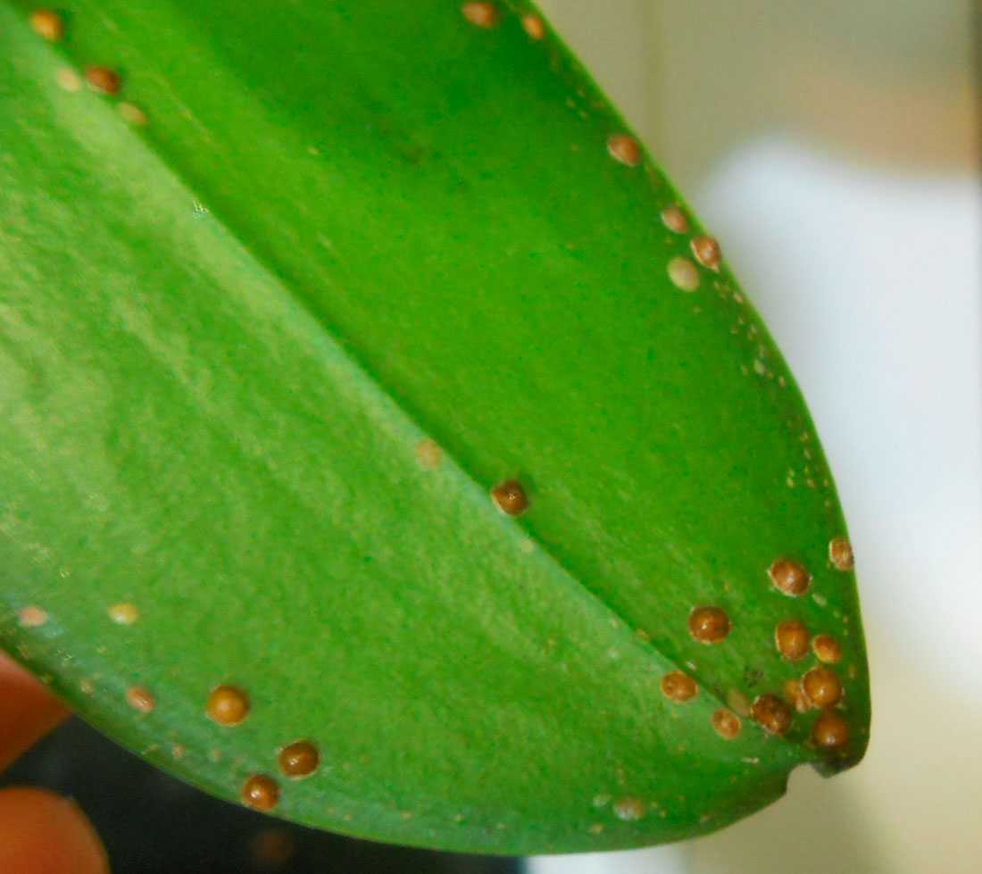 орхидея фаленопсис болезни листьев фото