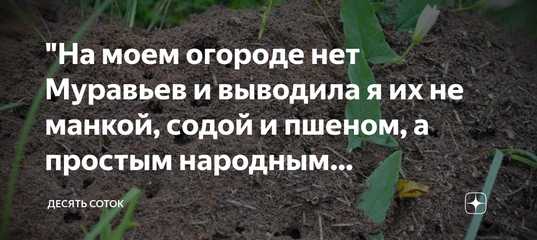 Как избавиться от муравьев на кухне — методы борьбы, лайхаки